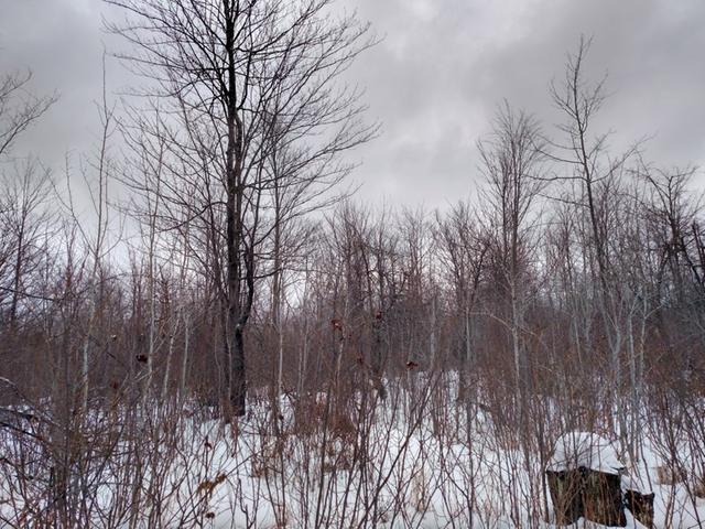 On On Cth C Prentice, WI 54556 - Photo 7 of 20 Gallery Image 7