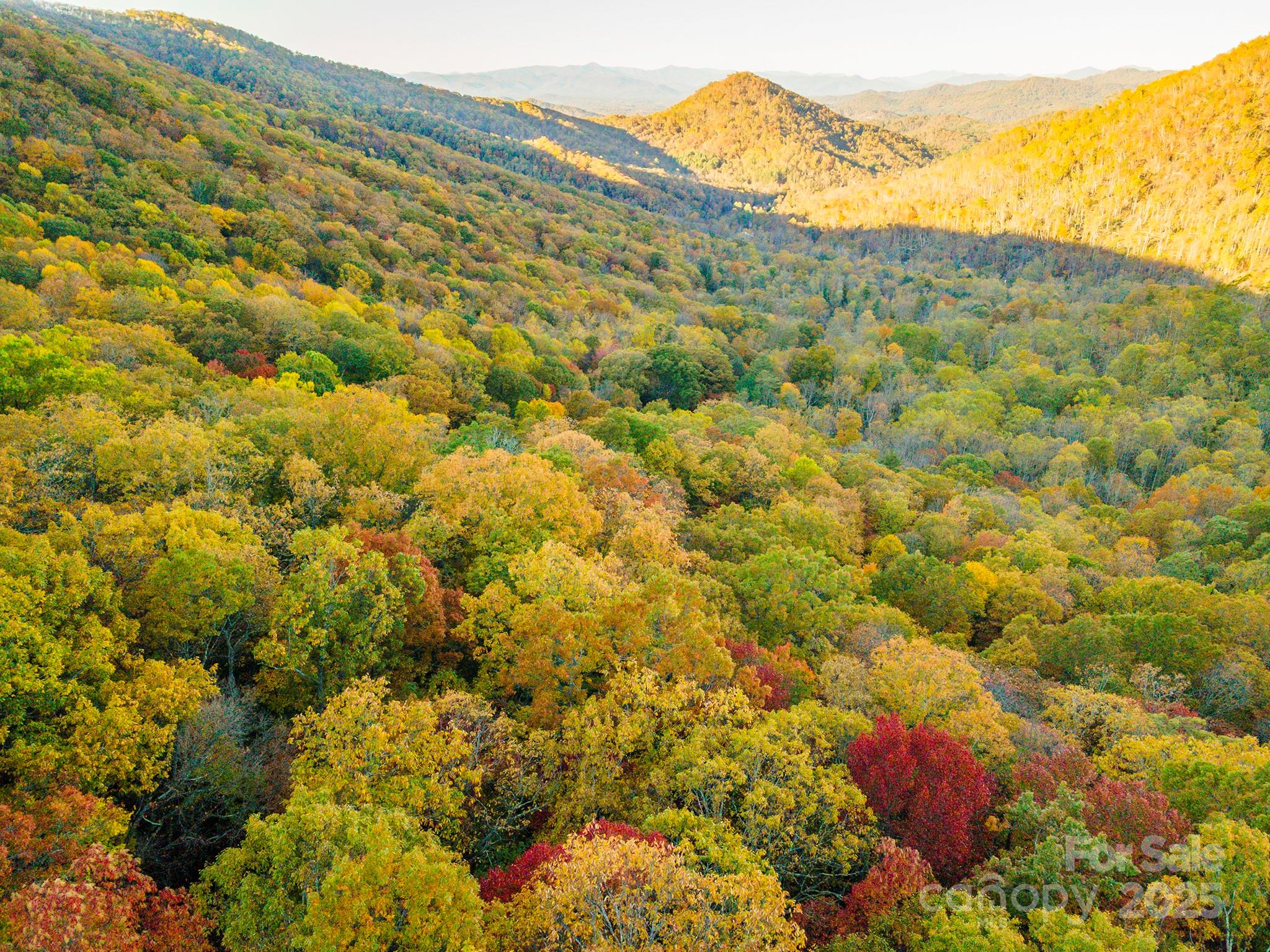 a view of a large tree