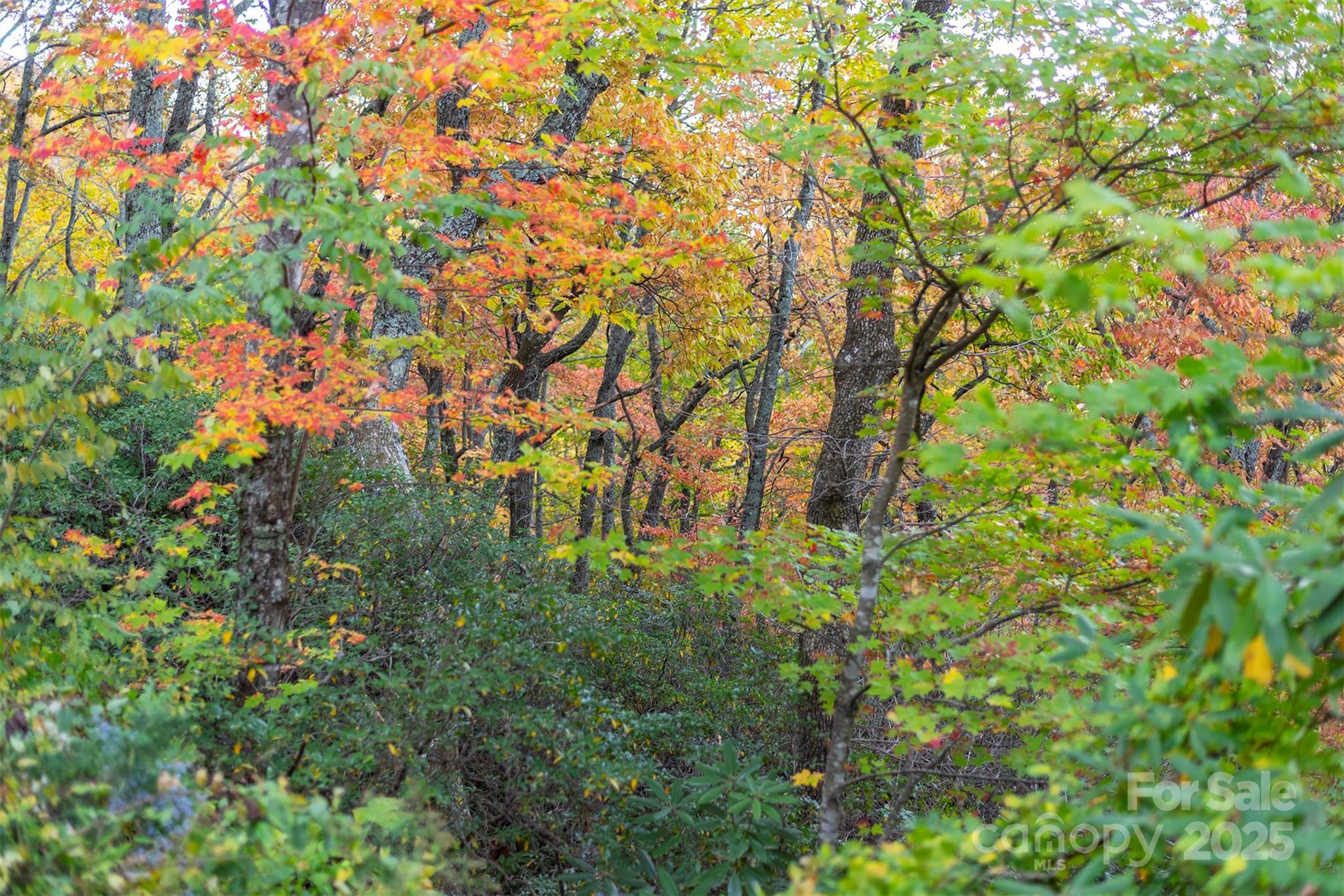 Tbd Summer Haven Road, Unit 16 Swannanoa, NC 28778 - Photo 24 of 45 a backyard of a house with lots of green space and trees all around