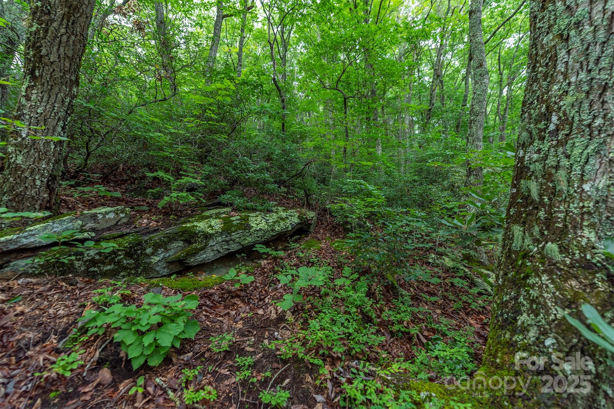 Tbd Summer Haven Road, Unit 16 Swannanoa, NC 28778 - Photo 40 of 45 a view of a lush green forest