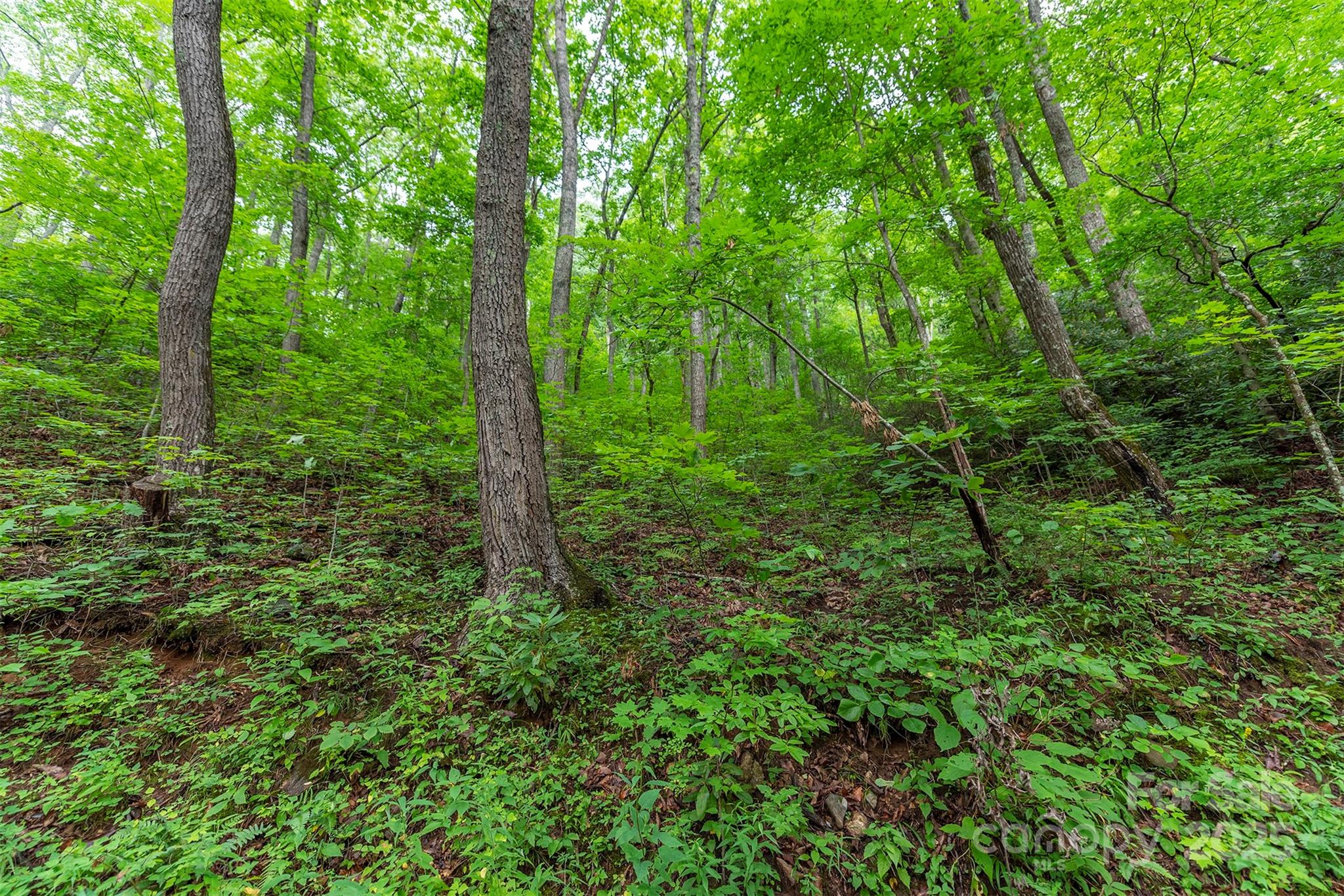 Tbd Summer Haven Road, Unit 16 Swannanoa, NC 28778 - Photo 41 of 45 a view of a lush green forest