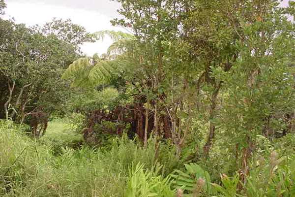 28-83 Kaiwiki Road Hilo, HI 96720 - Photo 1 of 8 Gallery Image 1