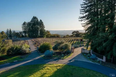 a view of a yard with plants and a large tree