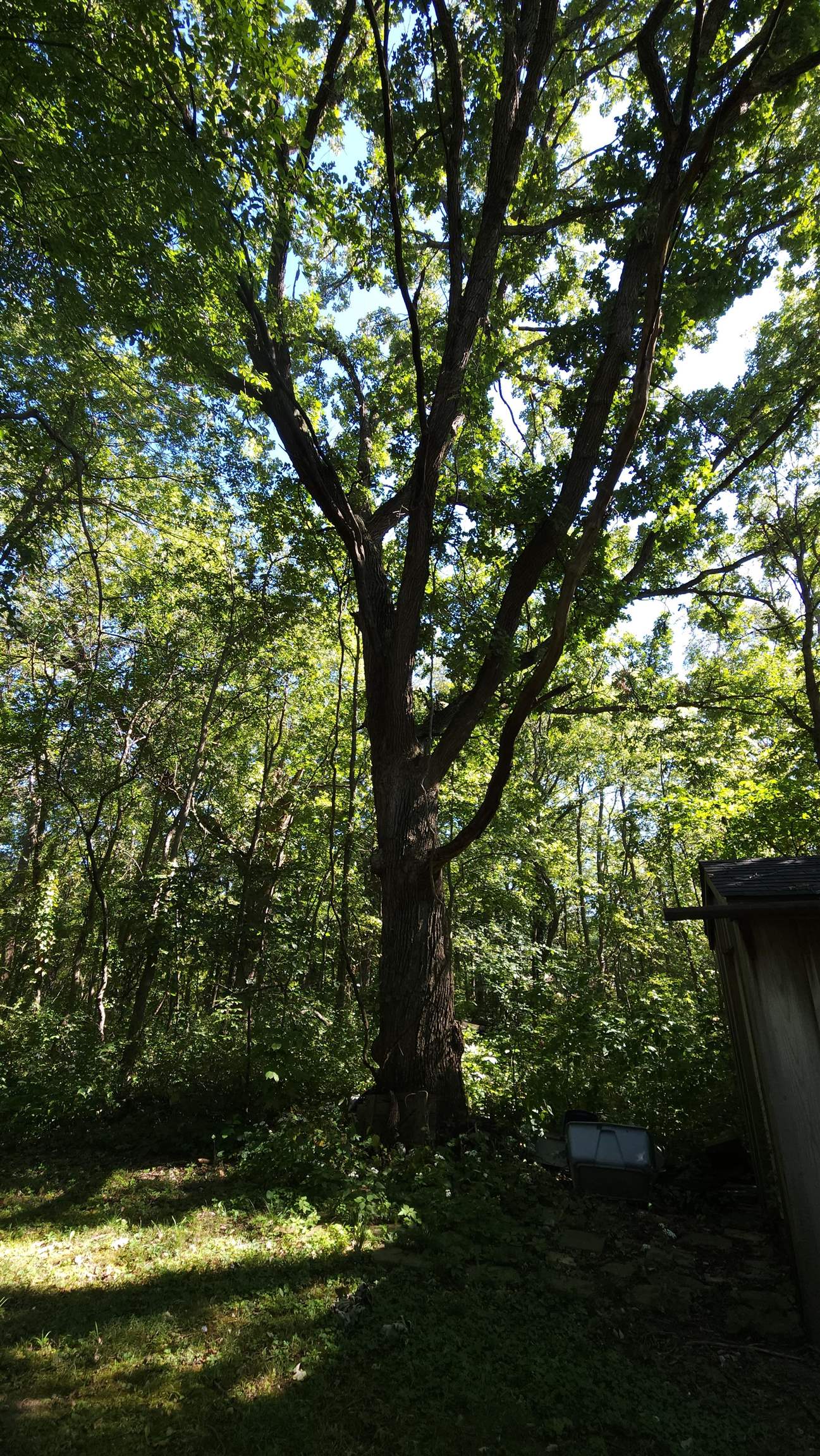6262 North Eggert Road Rock City, IL 61070 - Photo 16 of 75 a view of a tree in a yard