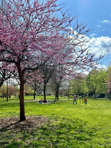 a huge green field with lots of trees