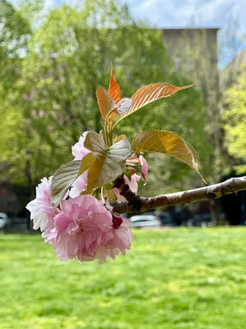 a view of yard with an trees