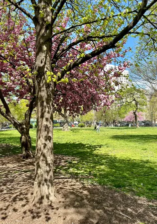 a park with large trees