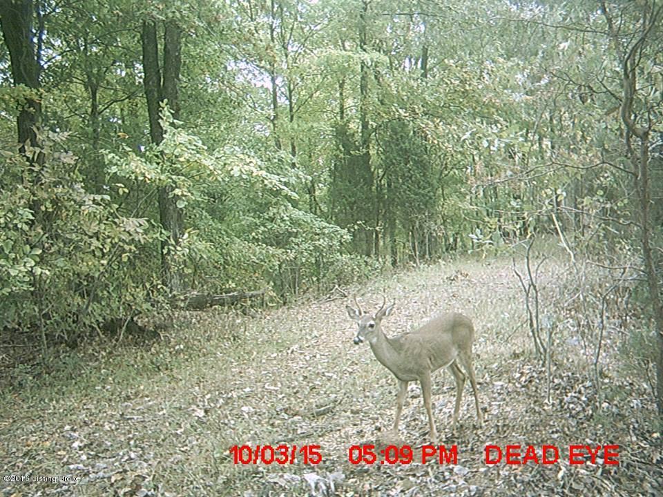4981 Knob Creek Road Brooks, KY 40109 - Photo 24 of 25 13187706_10209724636816558_620852829_n