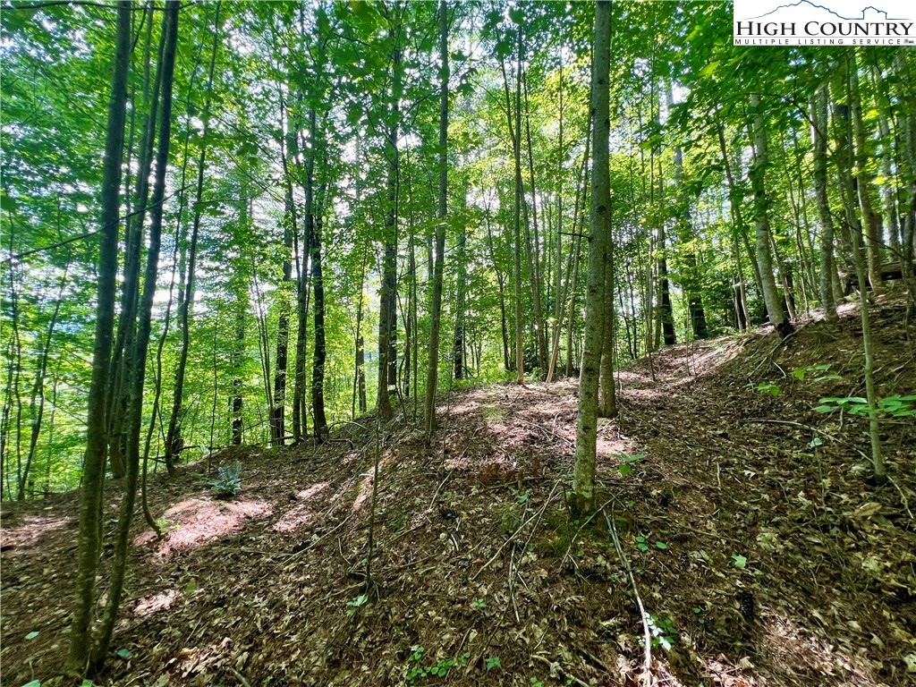Carl Giles Road Boone, NC 28607 - Photo 6 of 13 a big yard with lots of green space and trees