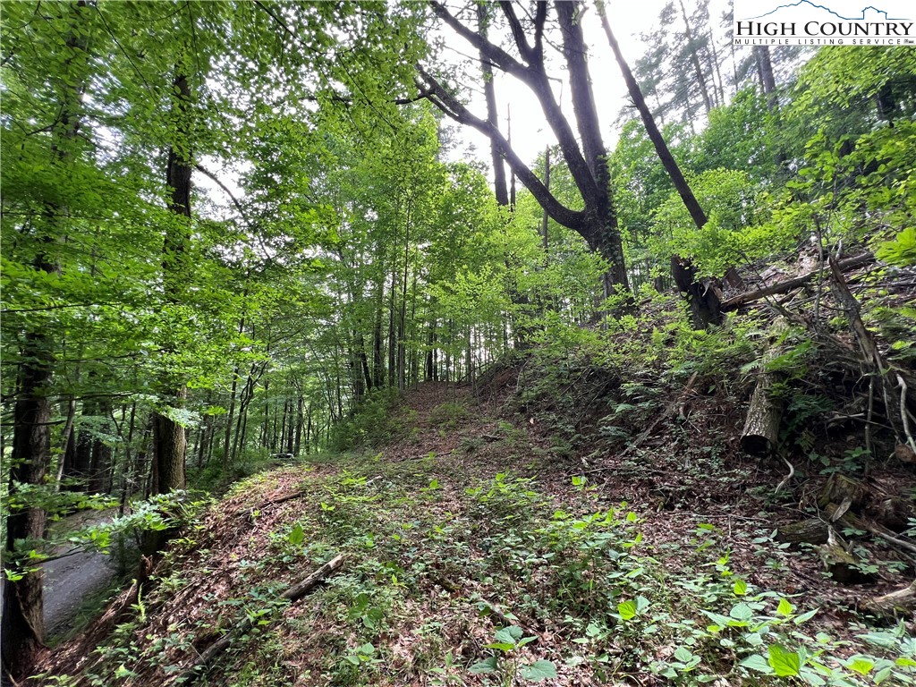 Carl Giles Road Boone, NC 28607 - Photo 7 of 13 a view of a garden with trees