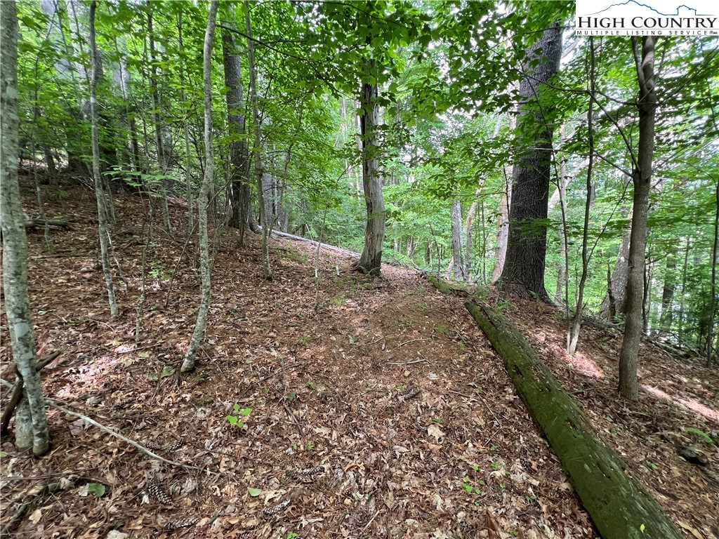 Carl Giles Road Boone, NC 28607 - Photo 8 of 13 a view of a forest with trees