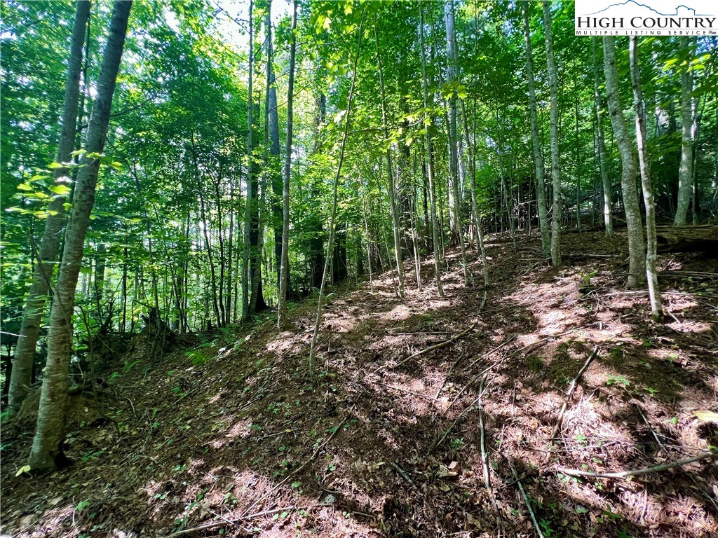 Carl Giles Road Boone, NC 28607 - Photo 10 of 13 a view of forest