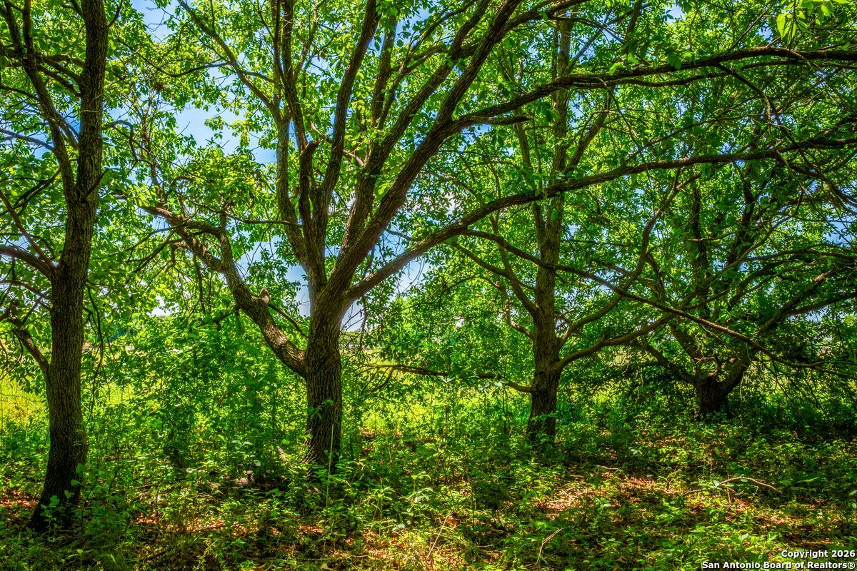 8623 Huber Road Seguin, TX 78155 - Photo 8 of 15