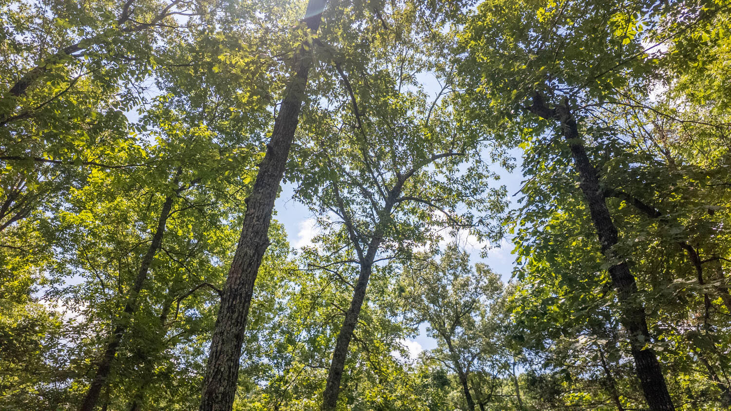10824 Upper Janes Creek Road Ravenden, AR 72459 - Photo 25 of 79 93 acre hunting property023