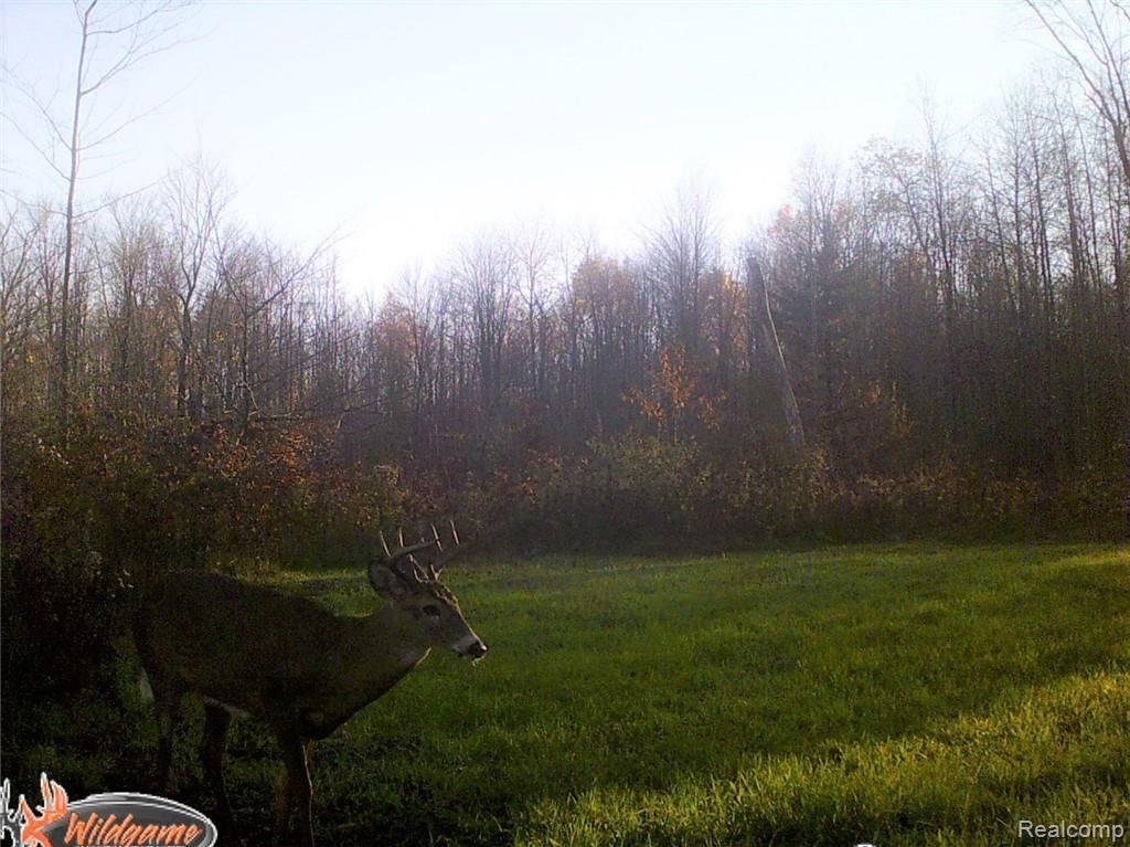 0 Sanilac Road Vassar, MI 48768 - Photo 9 of 9