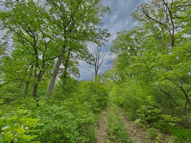 a plant view in yard
