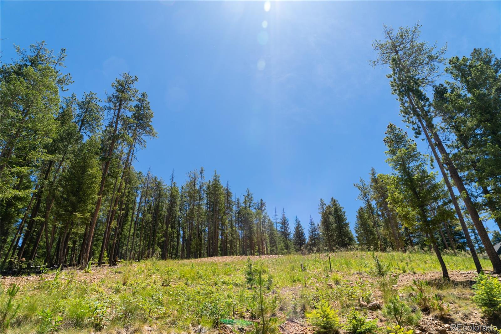6814 Lynx Lair Road Evergreen, CO 80439 - Photo 4 of 19