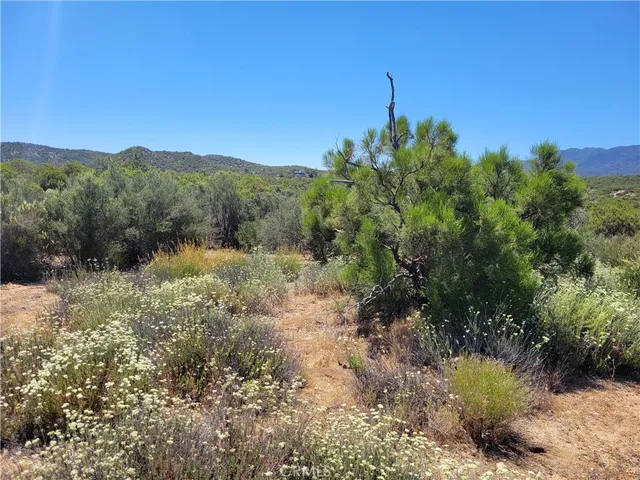 a view of a yard with a tree