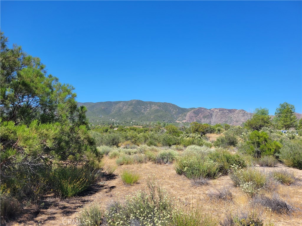 0 Terwilliger Road Anza, CA 92539 - Photo 5 of 8 a view of a forest with trees in the background