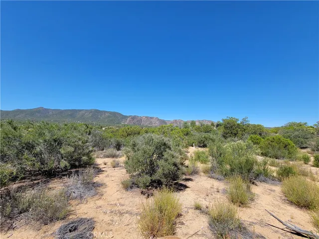a view of a forest with trees in the background