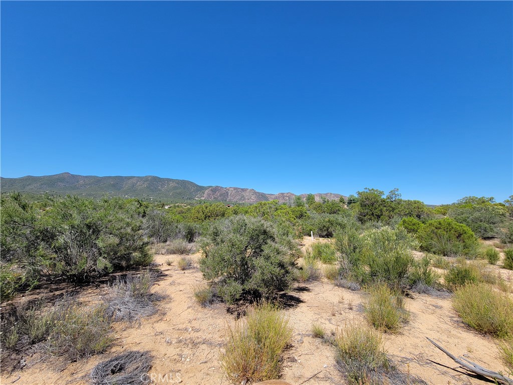 0 Terwilliger Road Anza, CA 92539 - Photo 7 of 8 a view of a forest with trees in the background