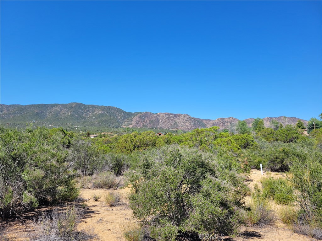 0 Terwilliger Road Anza, CA 92539 - Photo 8 of 8 a view of a forest with mountains in the background