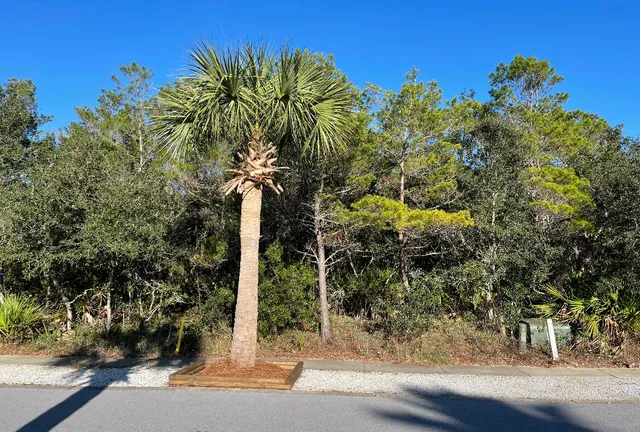 a street view along with trees