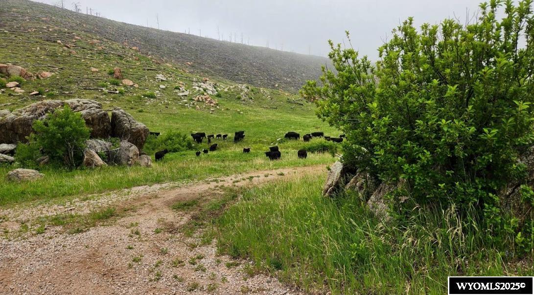 1154 Fish Creek Road Wheatland, WY 82201 - Photo 7 of 50