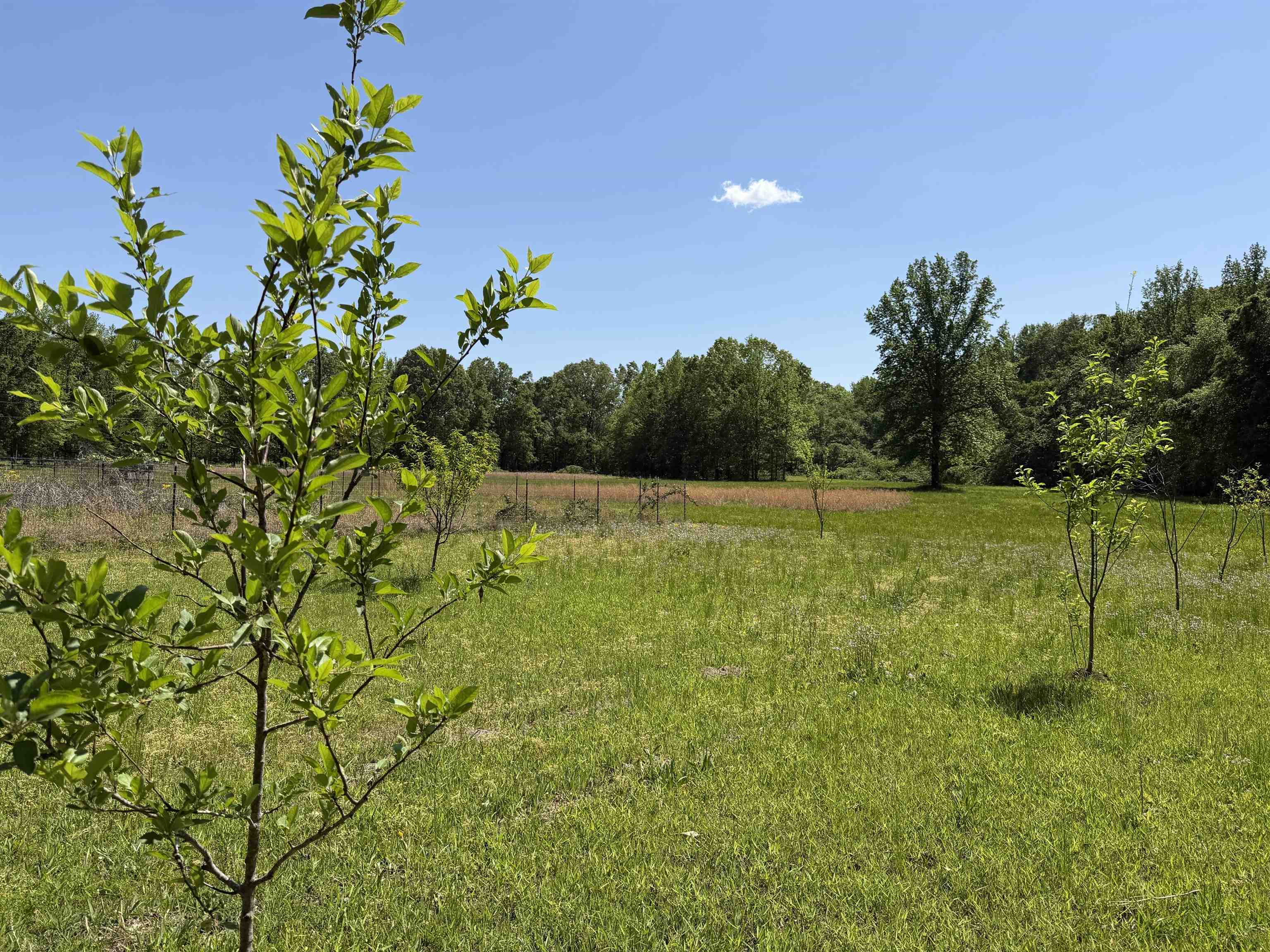 710 Harlon Iron Road Morris Chapel, TN 38361 - Photo 32 of 40
