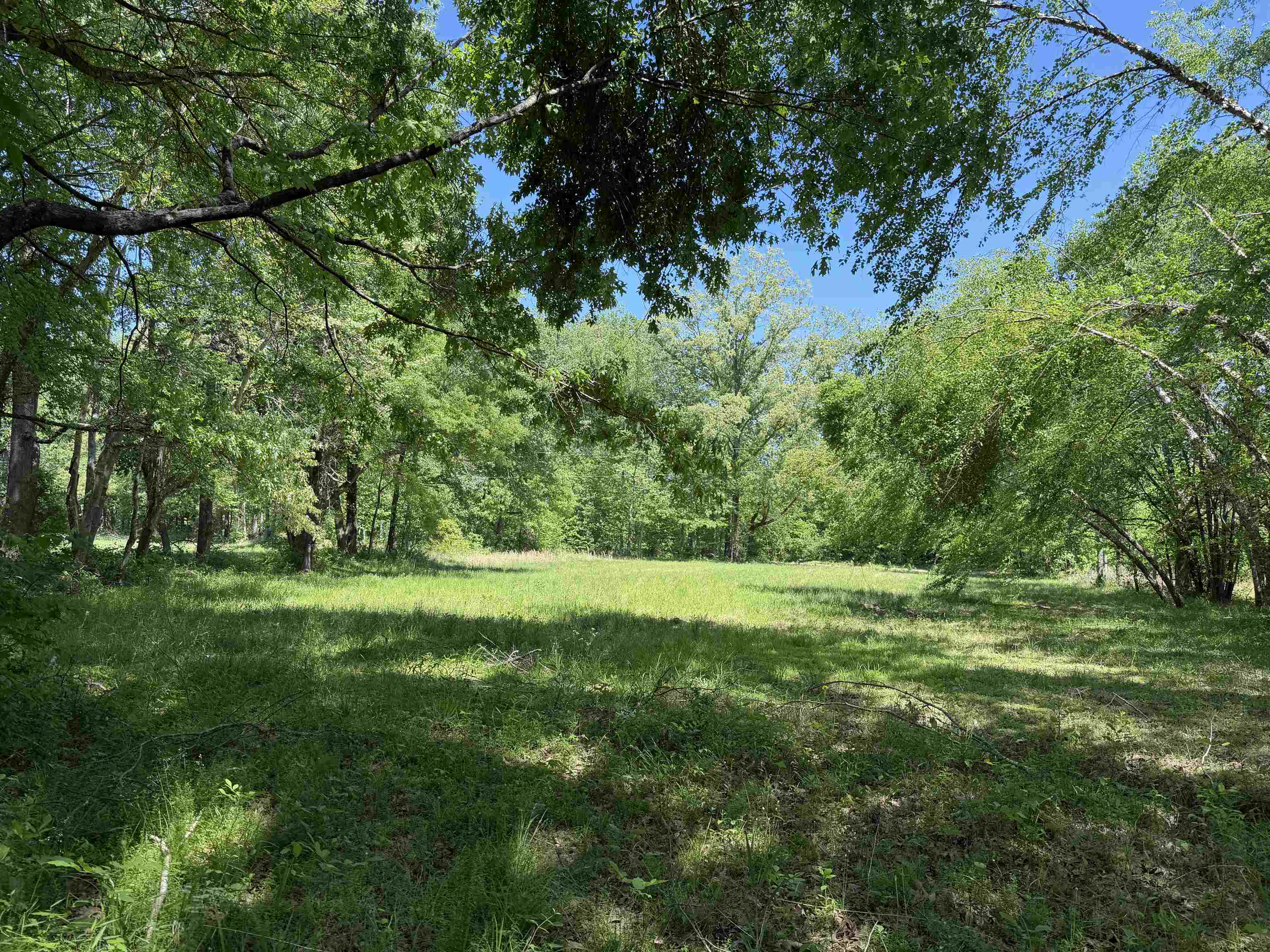 710 Harlon Iron Road Morris Chapel, TN 38361 - Photo 36 of 40 a big yard with lots of green space and deers