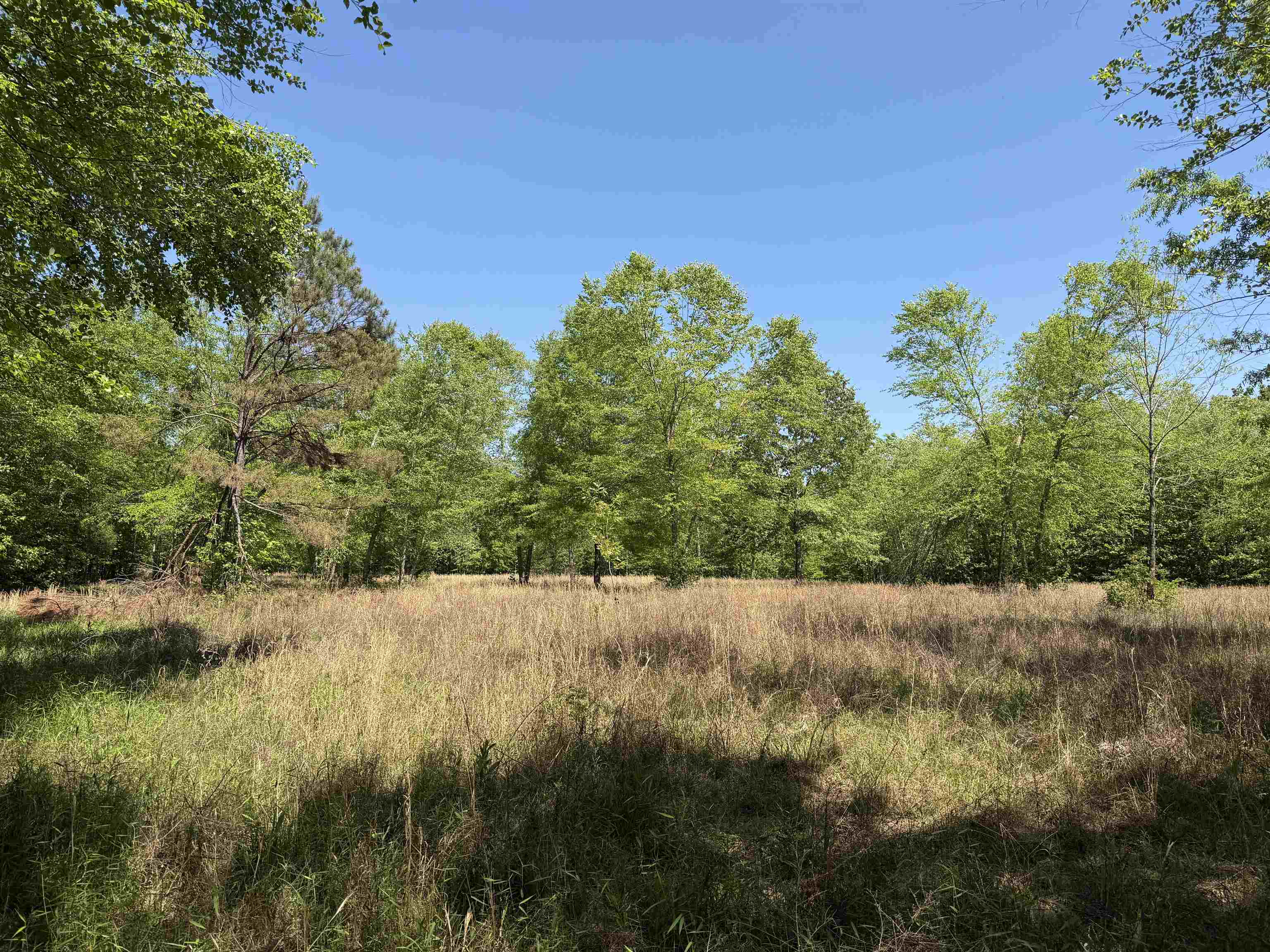 710 Harlon Iron Road Morris Chapel, TN 38361 - Photo 37 of 40 View of local wilderness