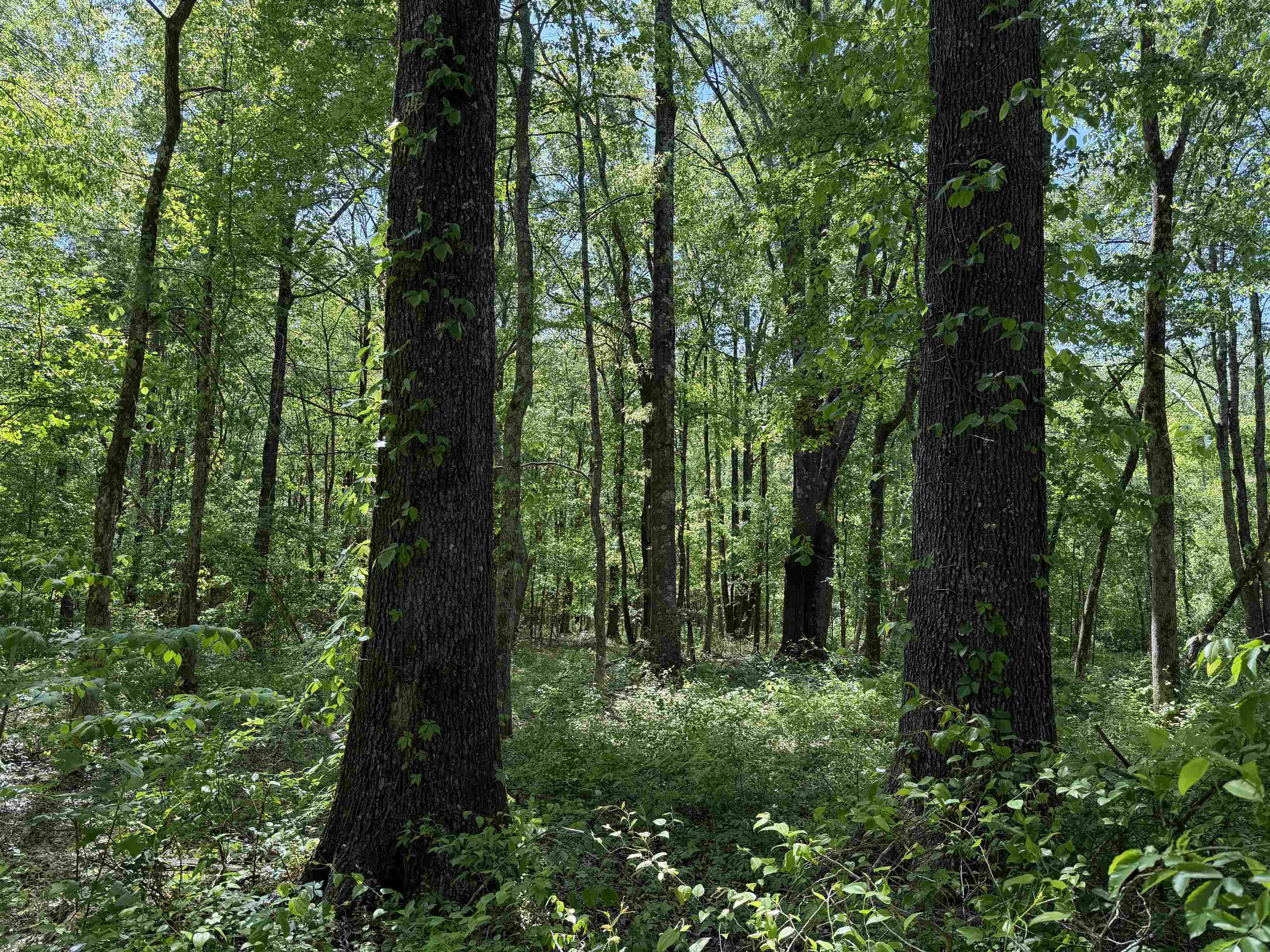710 Harlon Iron Road Morris Chapel, TN 38361 - Photo 38 of 40 a view of outdoor space and green space