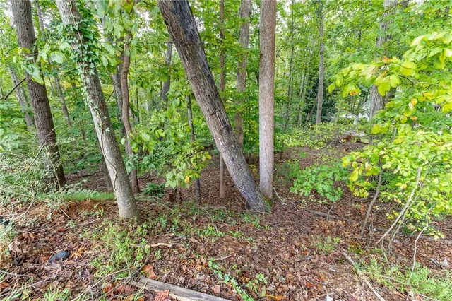 a view of a garden with plants and large trees