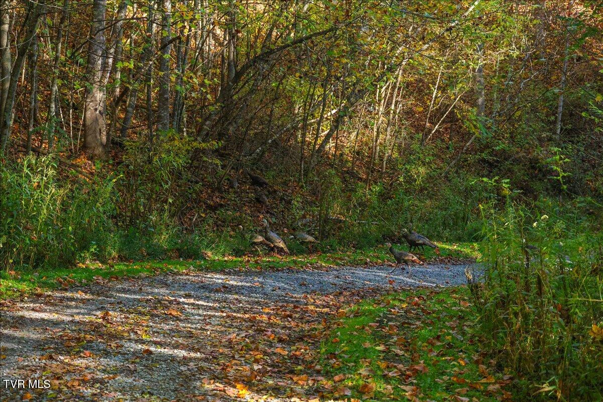 Tbd Eagle Ridge Road, Unit 22 Roan Mountain, TN 37687 - Photo 11 of 23 06-128A5627