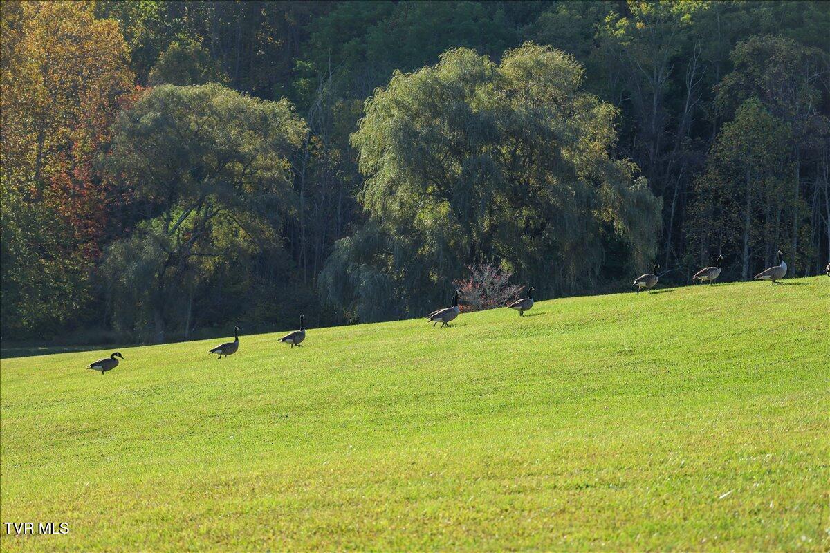 Tbd Eagle Ridge Road, Unit 22 Roan Mountain, TN 37687 - Photo 12 of 23 03-128A5623