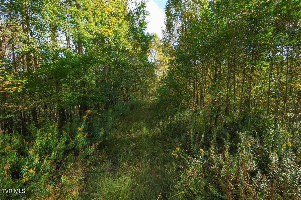 Tbd Eagle Ridge Road, Unit 22 Roan Mountain, TN 37687 - Photo 10 of 23 07-128A5630