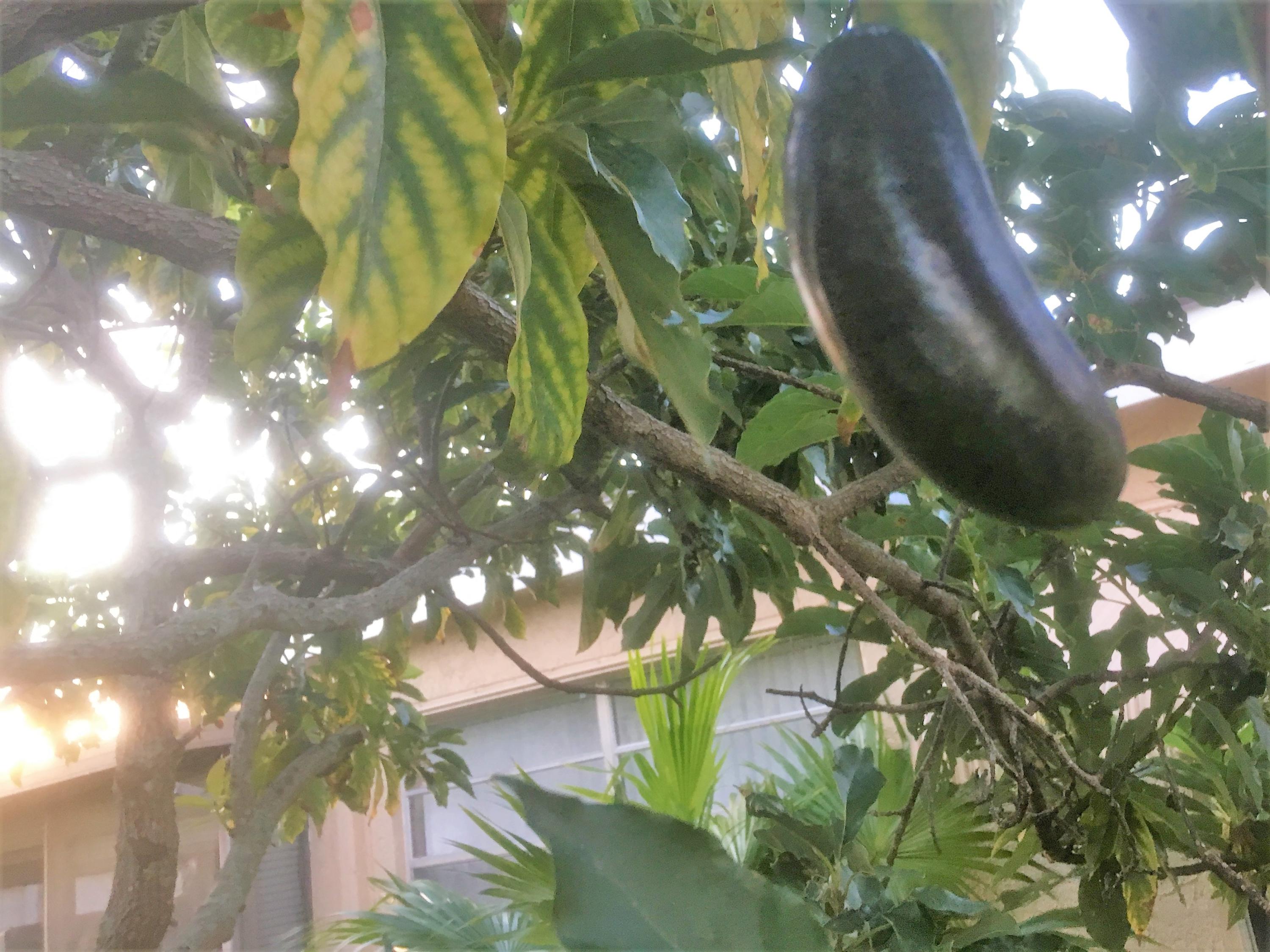 7200 Pine Manor Drive Lake Worth, FL 33467 - Photo 41 of 48 avocado tree