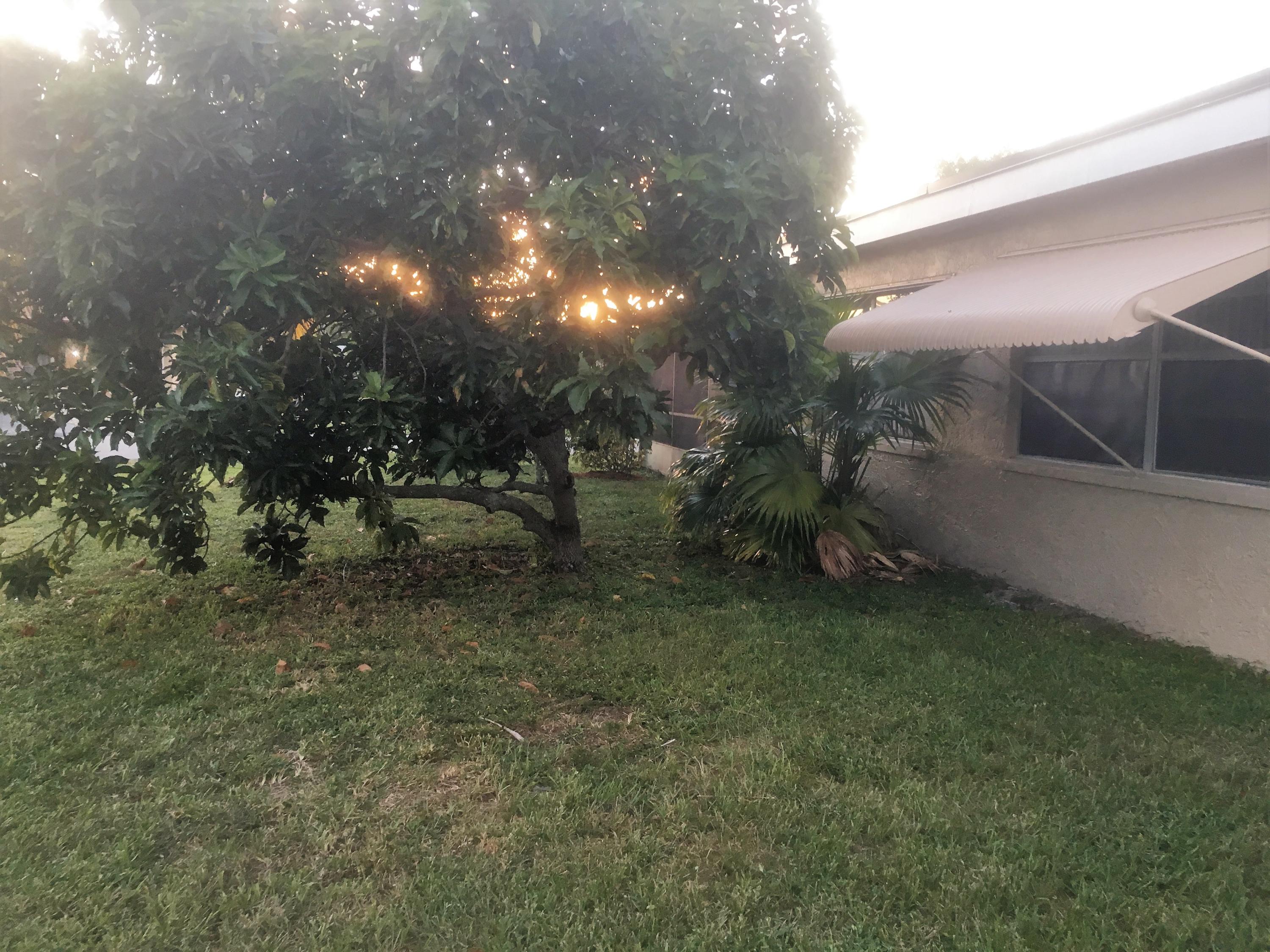 7200 Pine Manor Drive Lake Worth, FL 33467 - Photo 42 of 48 Avocado tree