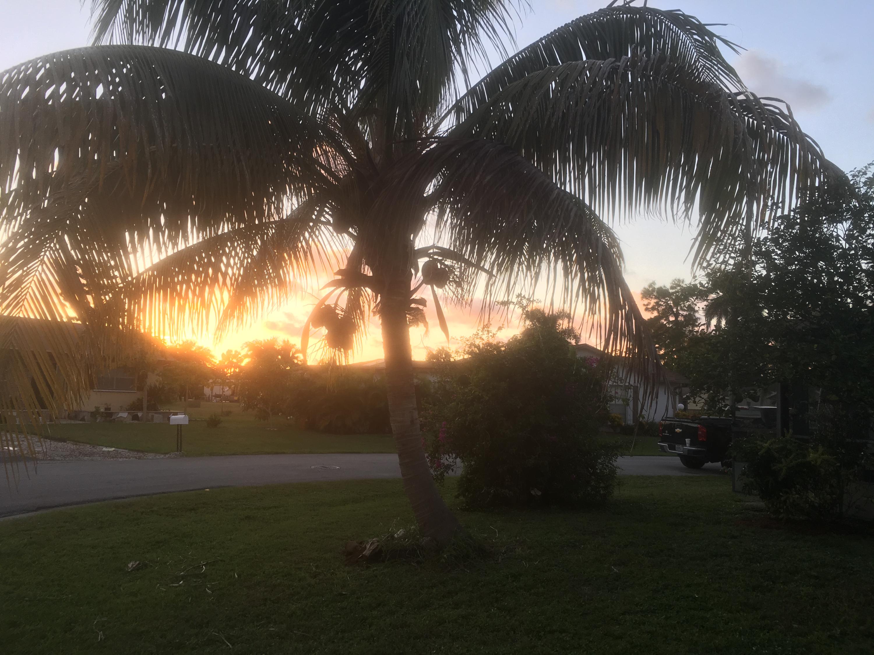 7200 Pine Manor Drive Lake Worth, FL 33467 - Photo 43 of 48 coconut tree