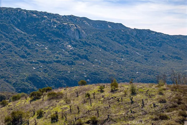 a view of a dry yard