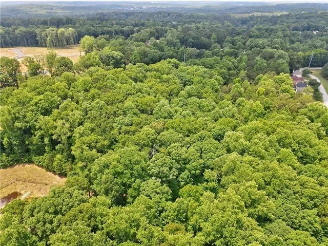 a view of a lush green forest