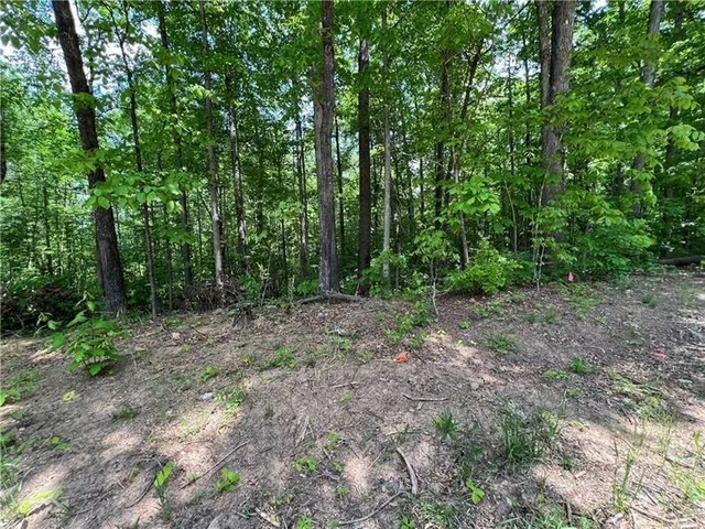 a view of a forest with trees in the background