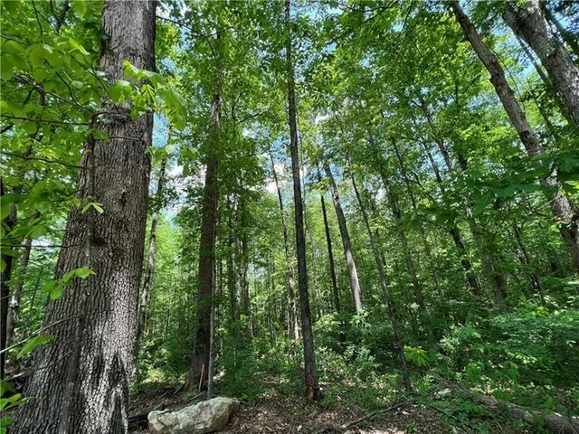 a view of a forest with lots of trees