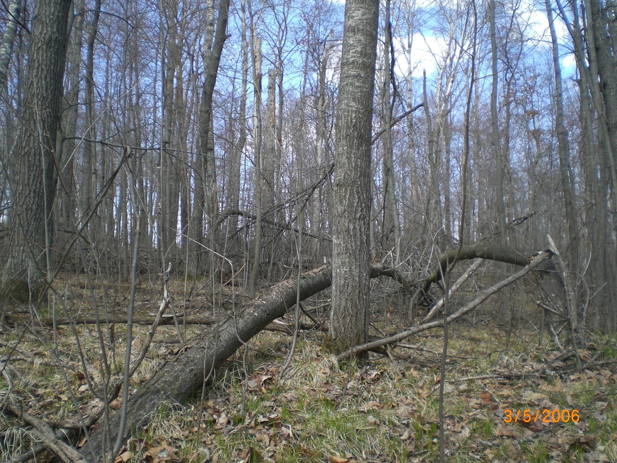 Lot 211 Catskill Circle Breezy Point, MN 56472 - Photo 3 of 6