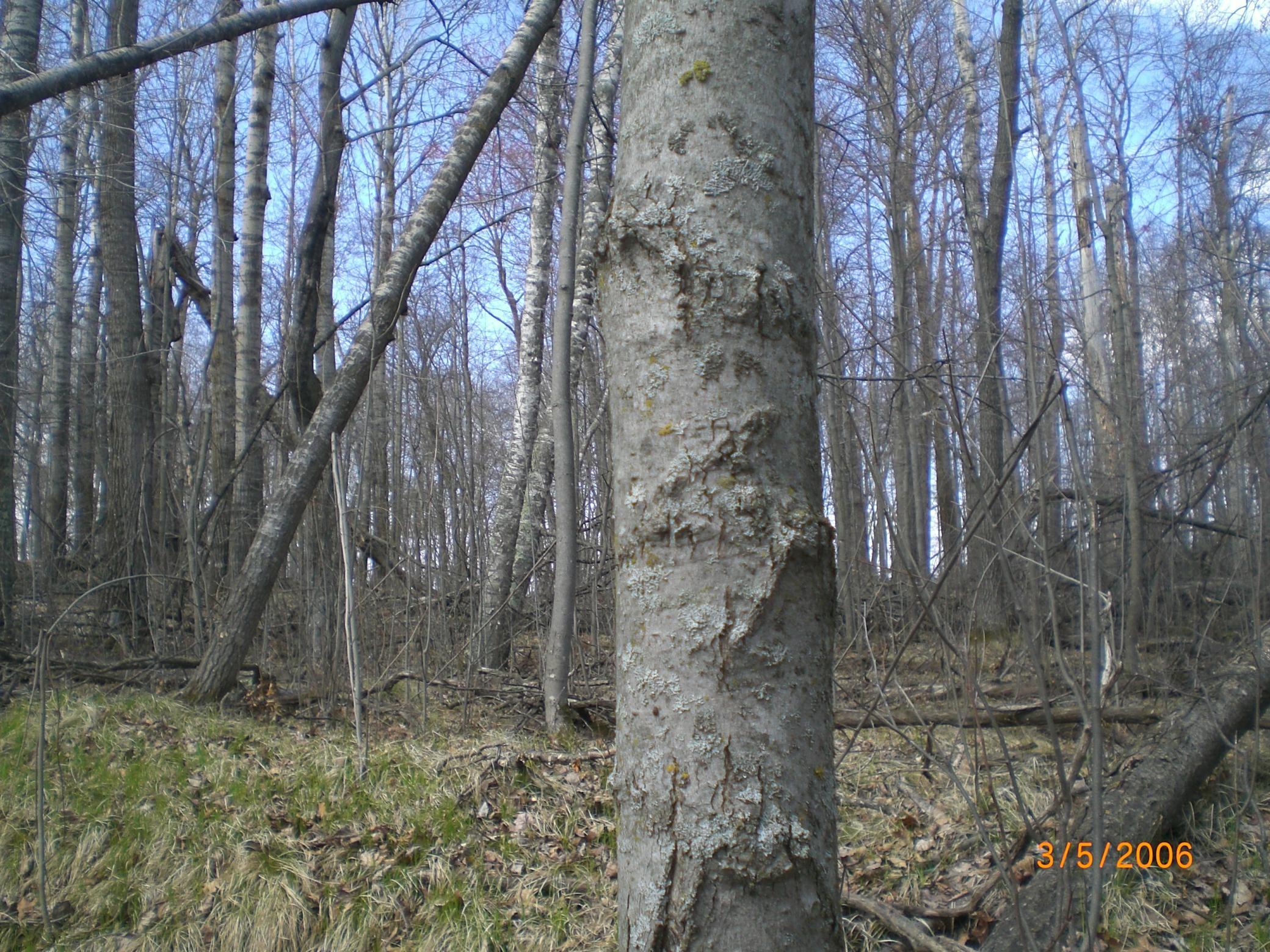 Lot 211 Catskill Circle Breezy Point, MN 56472 - Photo 6 of 6