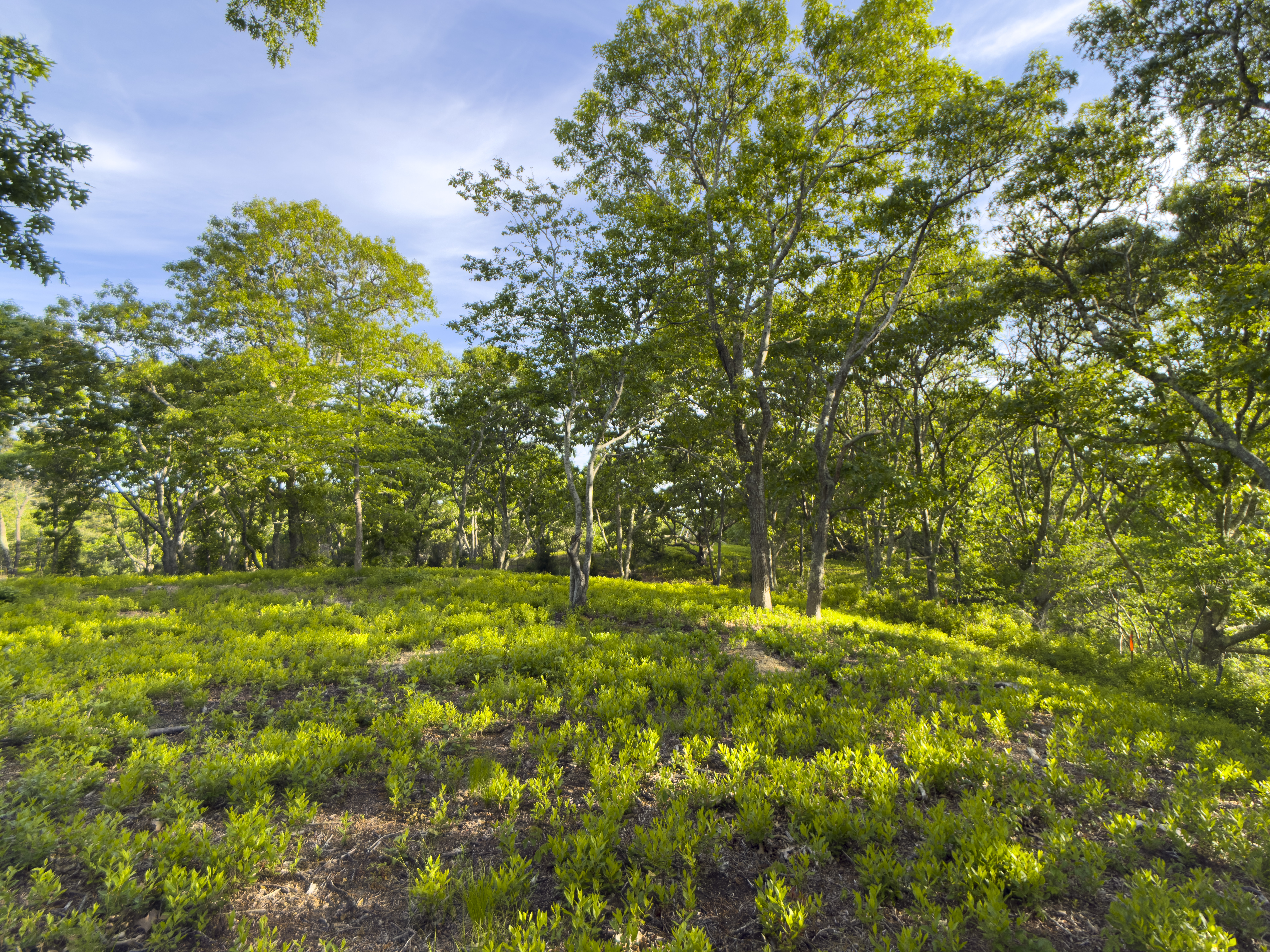 32 Stonewall Road Chilmark, MA 02535 - Photo 2 of 17 Gallery Image 2