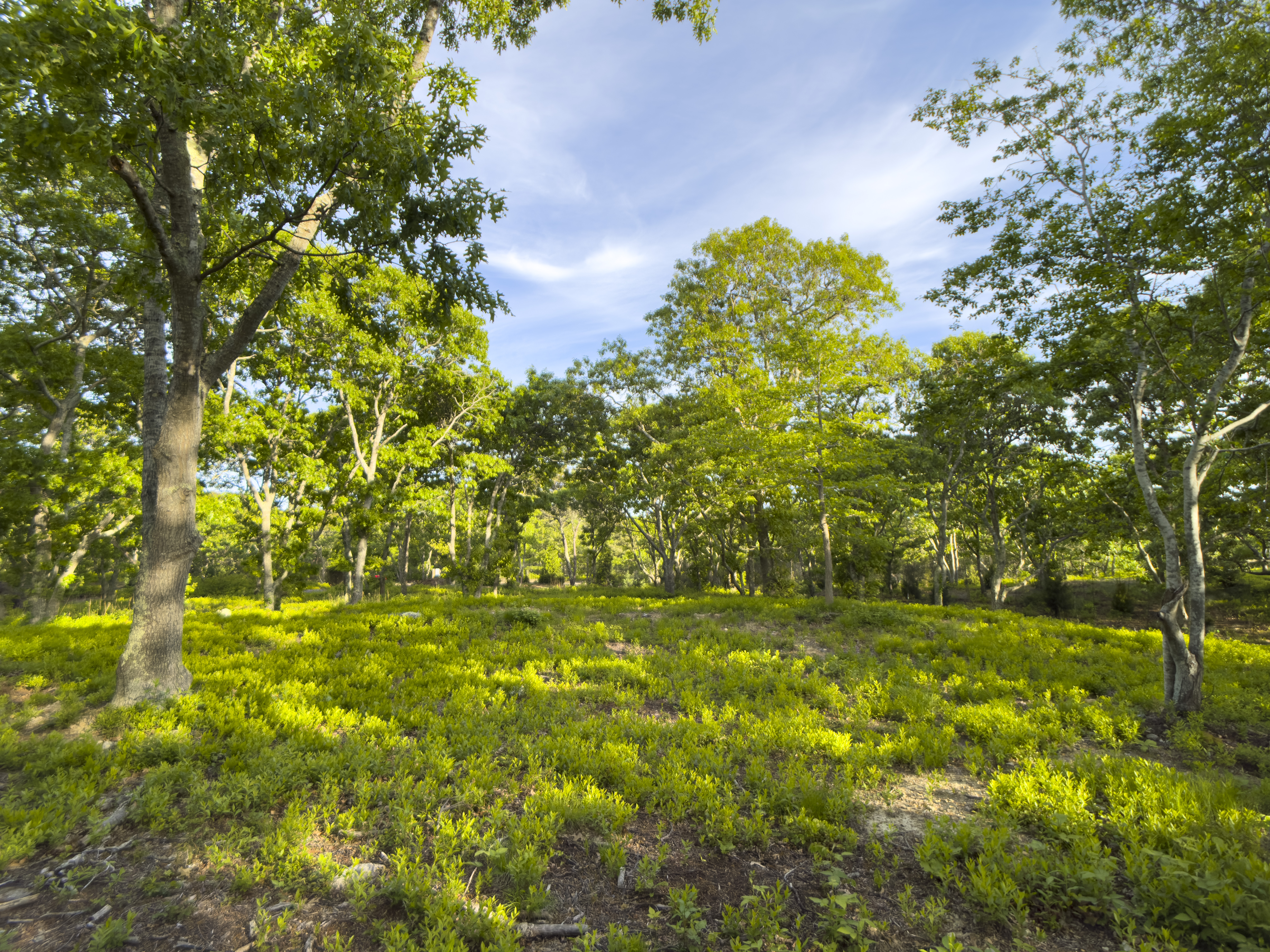32 Stonewall Road Chilmark, MA 02535 - Photo 4 of 17 Gallery Image 4