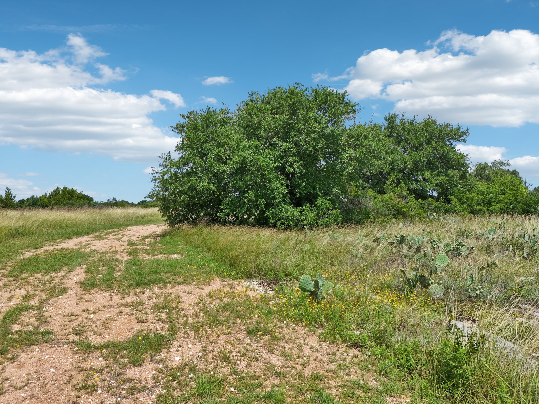 144 Cherokee Ridge Bertram, TX 78605 - Photo 24 of 32 View of undeveloped land