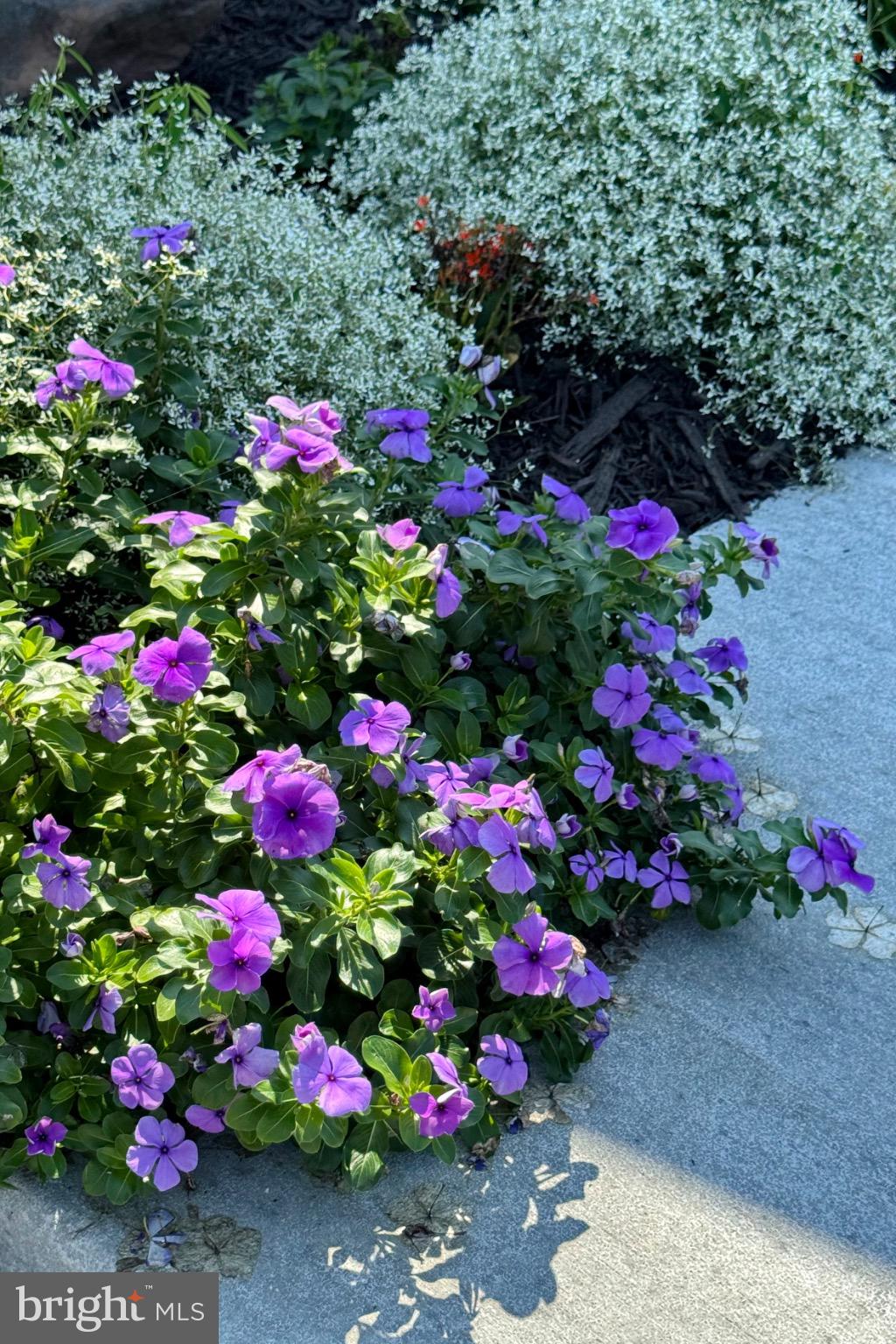 7406 Robin Road La Plata, MD 20646 - Photo 87 of 89 Vibrant blooms brighten the garden path.