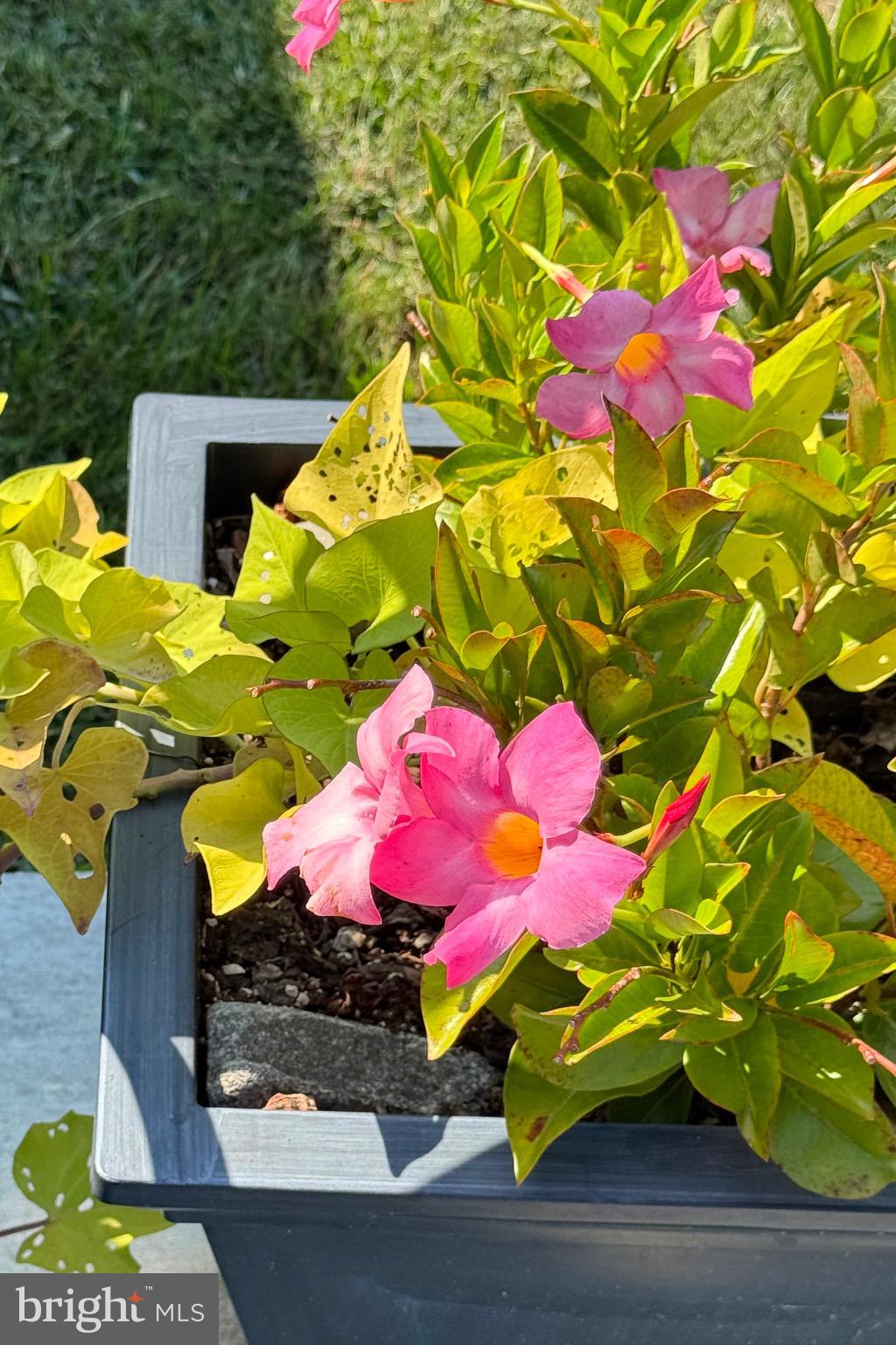 7406 Robin Road La Plata, MD 20646 - Photo 88 of 89 Vibrant pink blooms in a sunny garden.